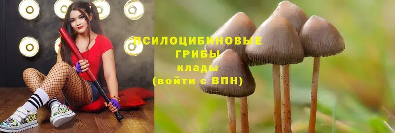 Галлюциногенные грибы Psilocybe  Стародуб 